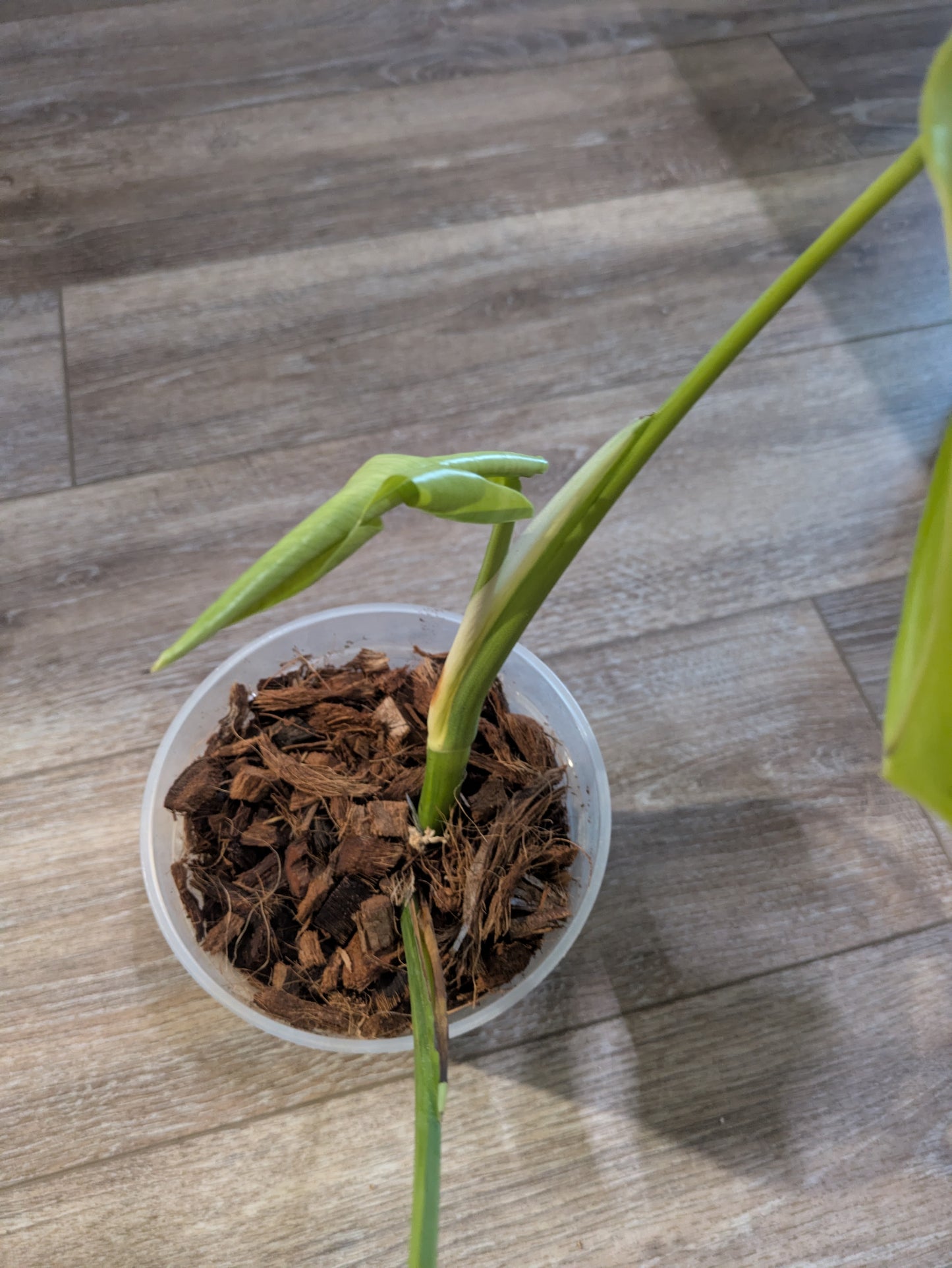 Variegated Tricolor Aurea Monstera 3 Leaves