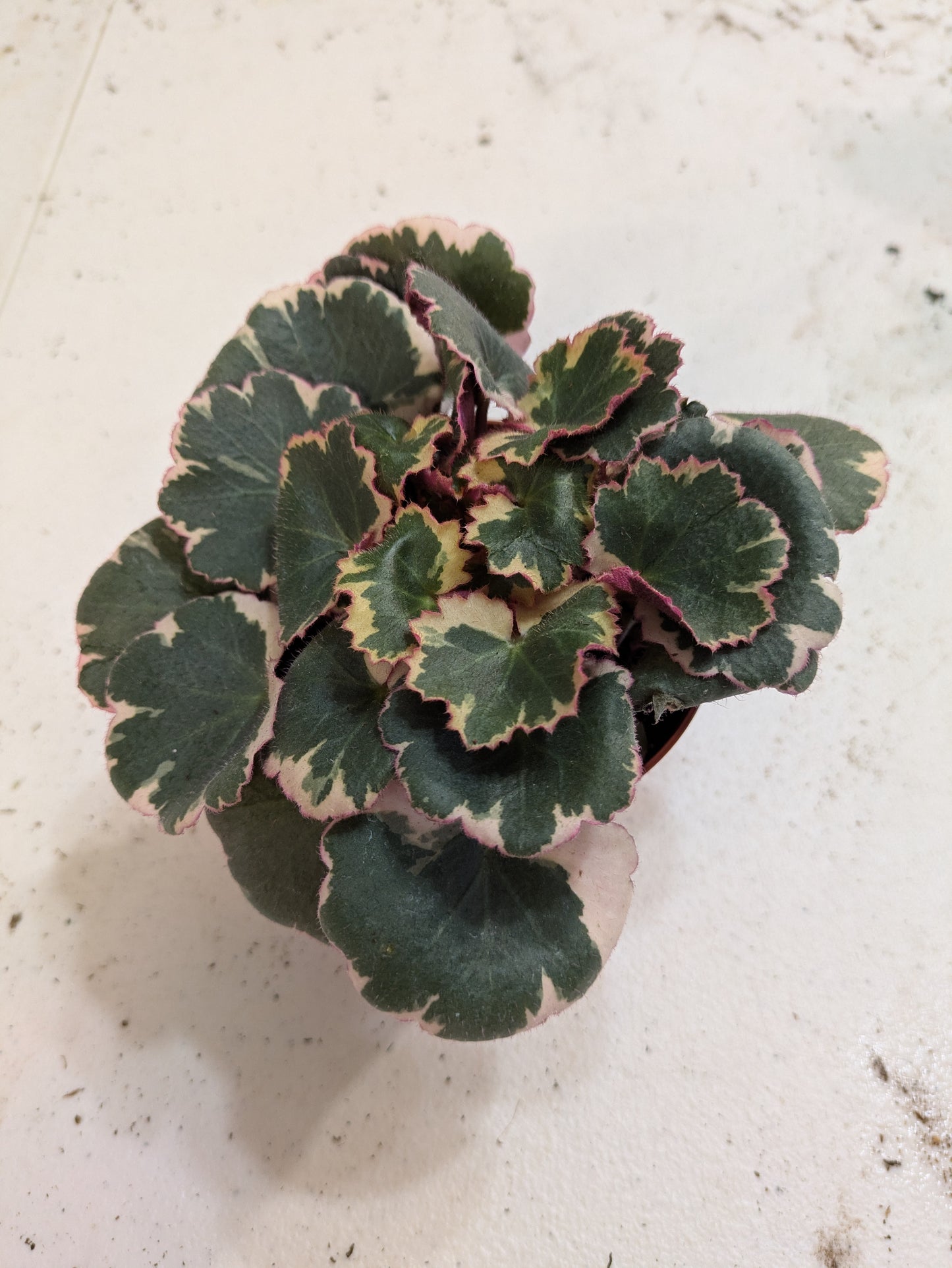 Strawberry Begonia Variegated Saxifraga Stolonifera 'Variegata' 4"