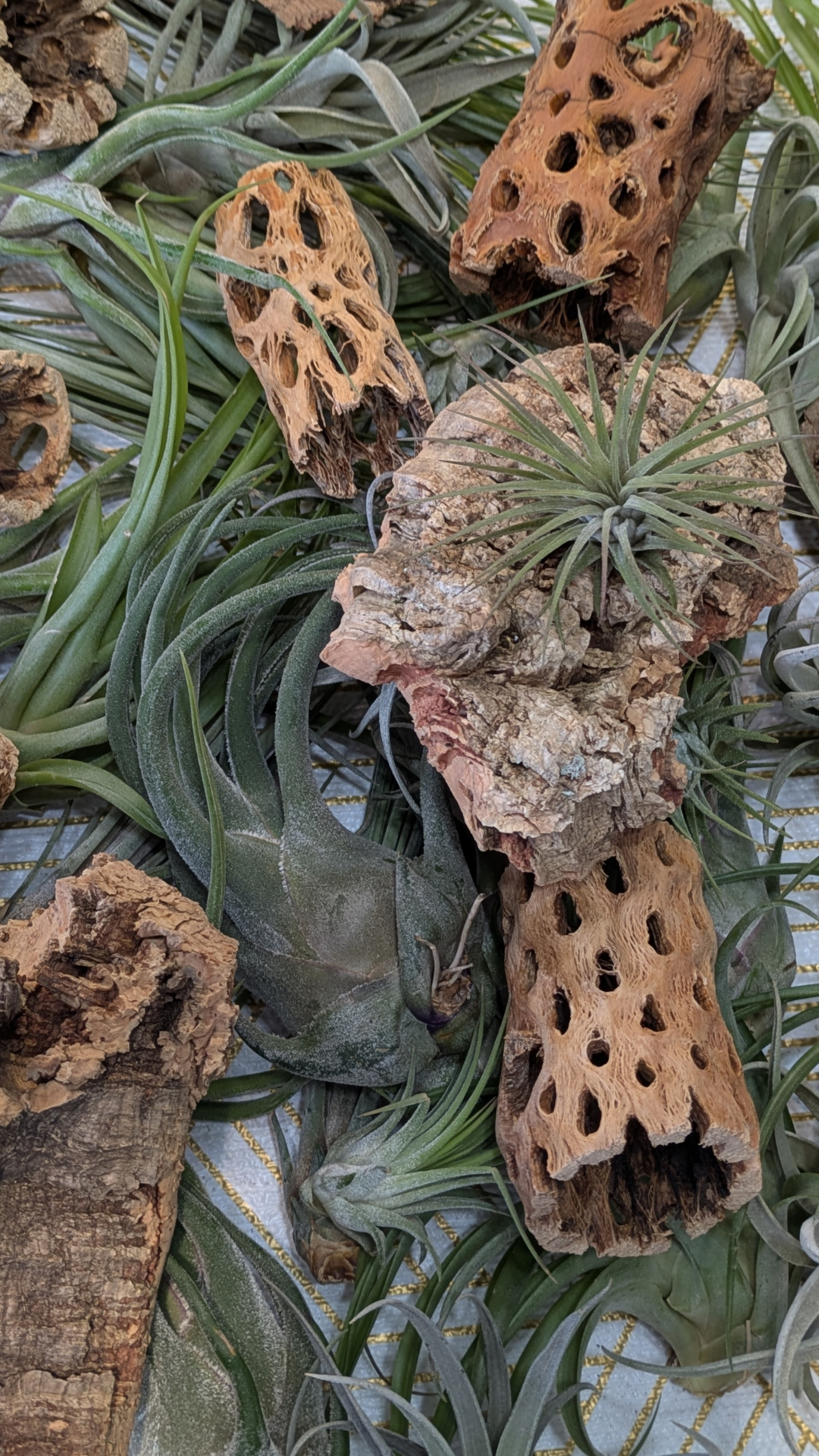 Cholla Wood 3" Air Plant or Terrarium Display