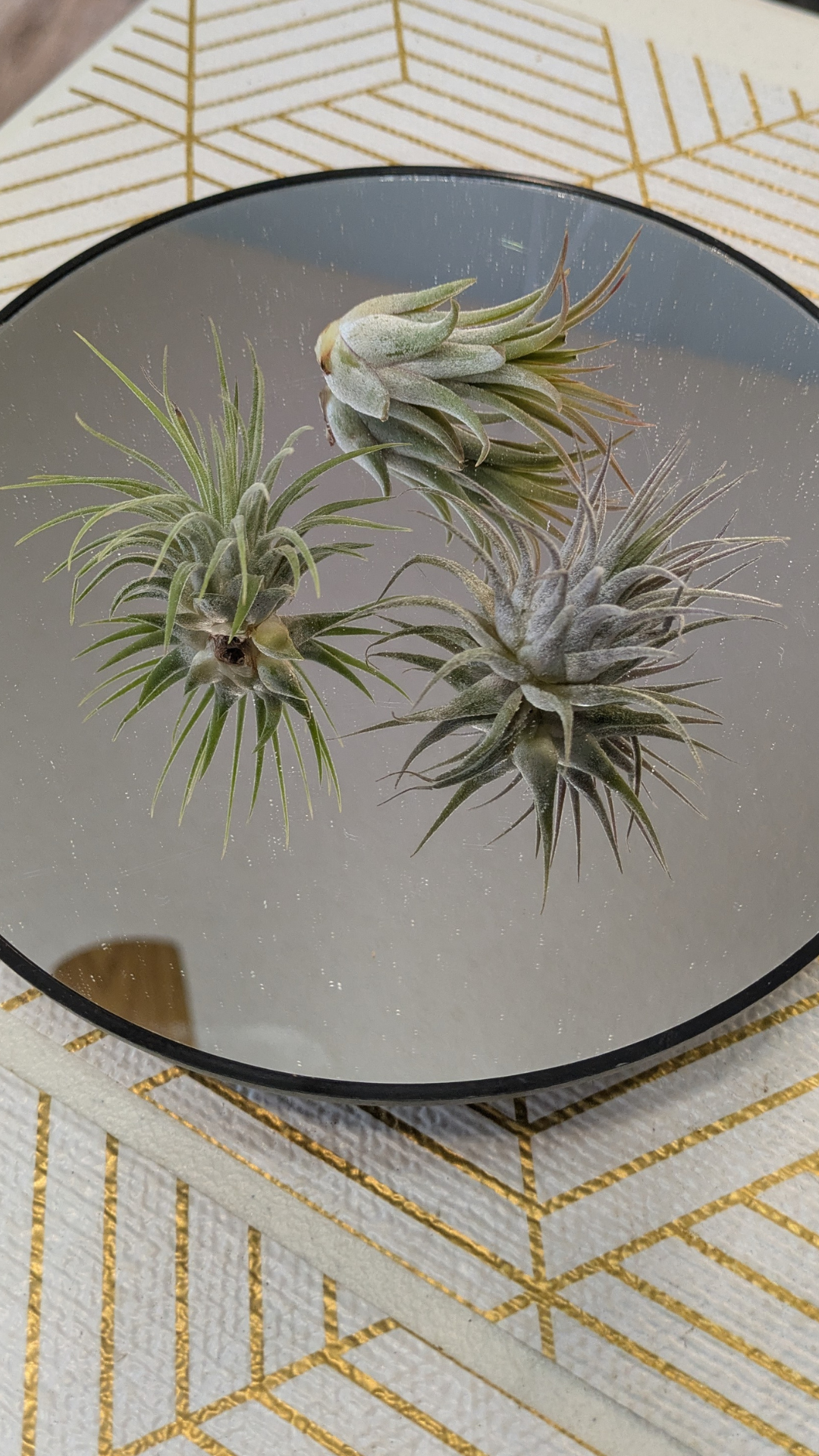 Air Plant Ionantha