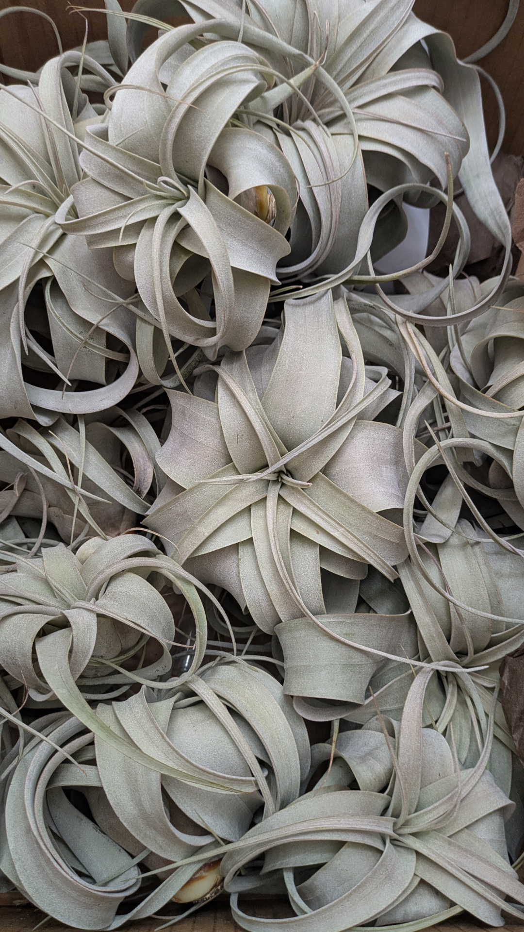 Air Plant Xerographica