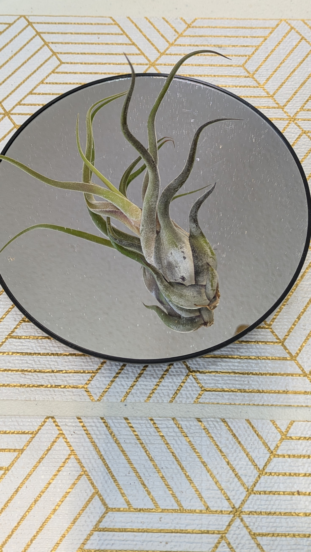 Air Plant Medusa Capute