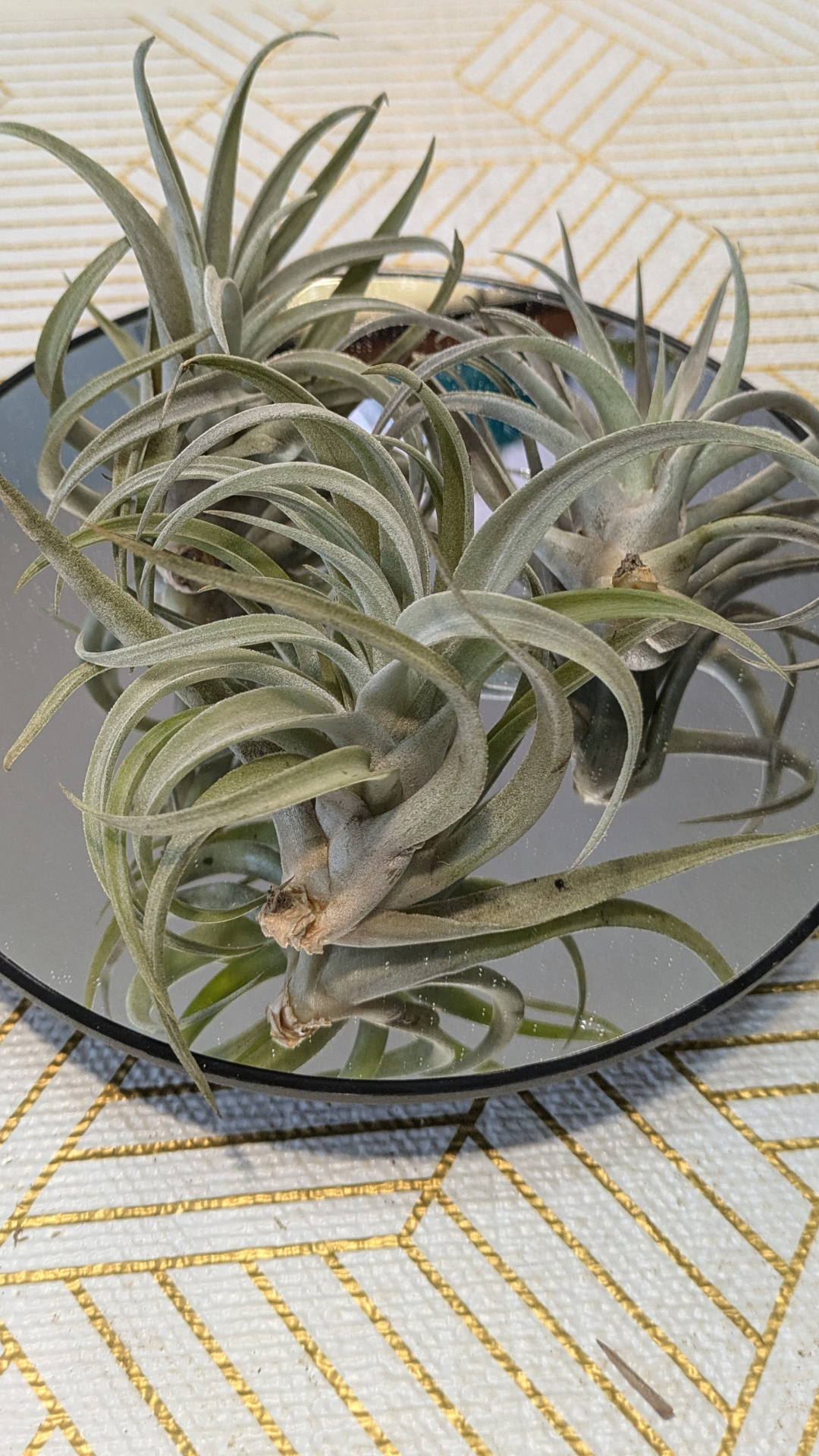 Air Plant Harrisii