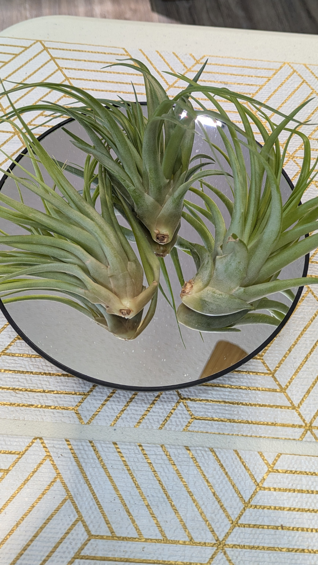 abdita air plant Air Plant Abdita – Plant Therapy llc