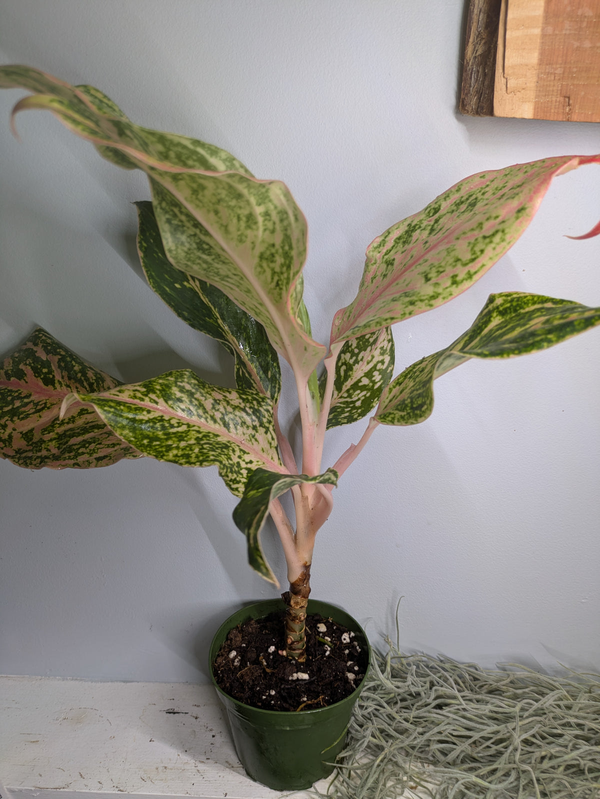 Aglonema Sparkling Sarah Pink 4"