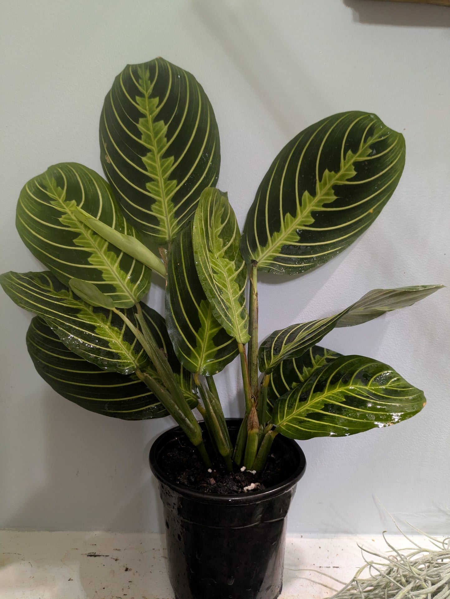 Prayer Plant Lemon Lime Maranta leuconeura 4"