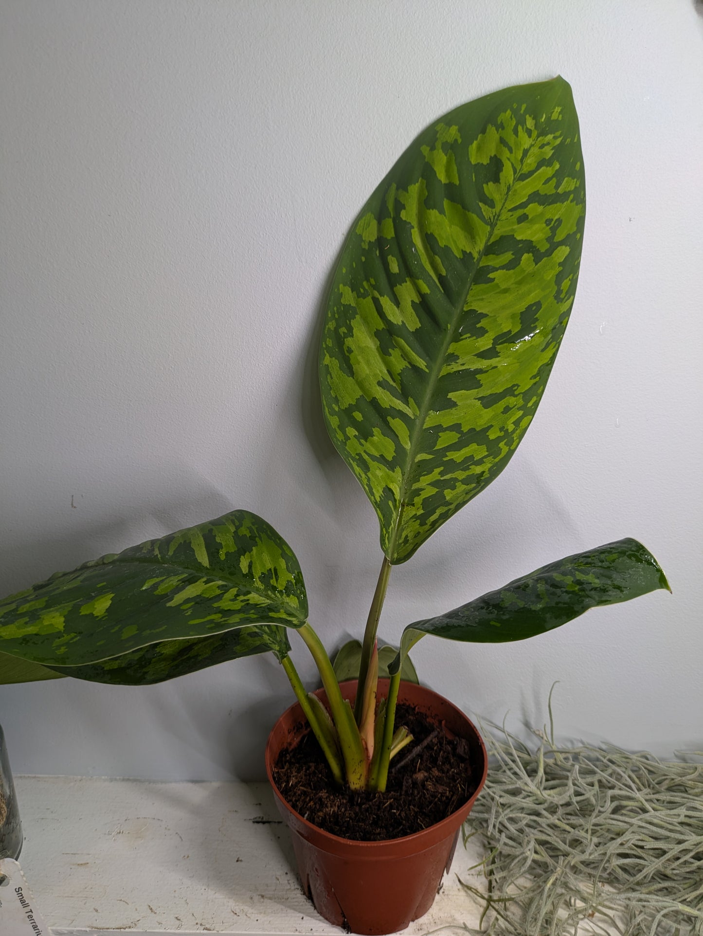 Homalomena 'Camouflage' sp. Homalomena wallisii 4"