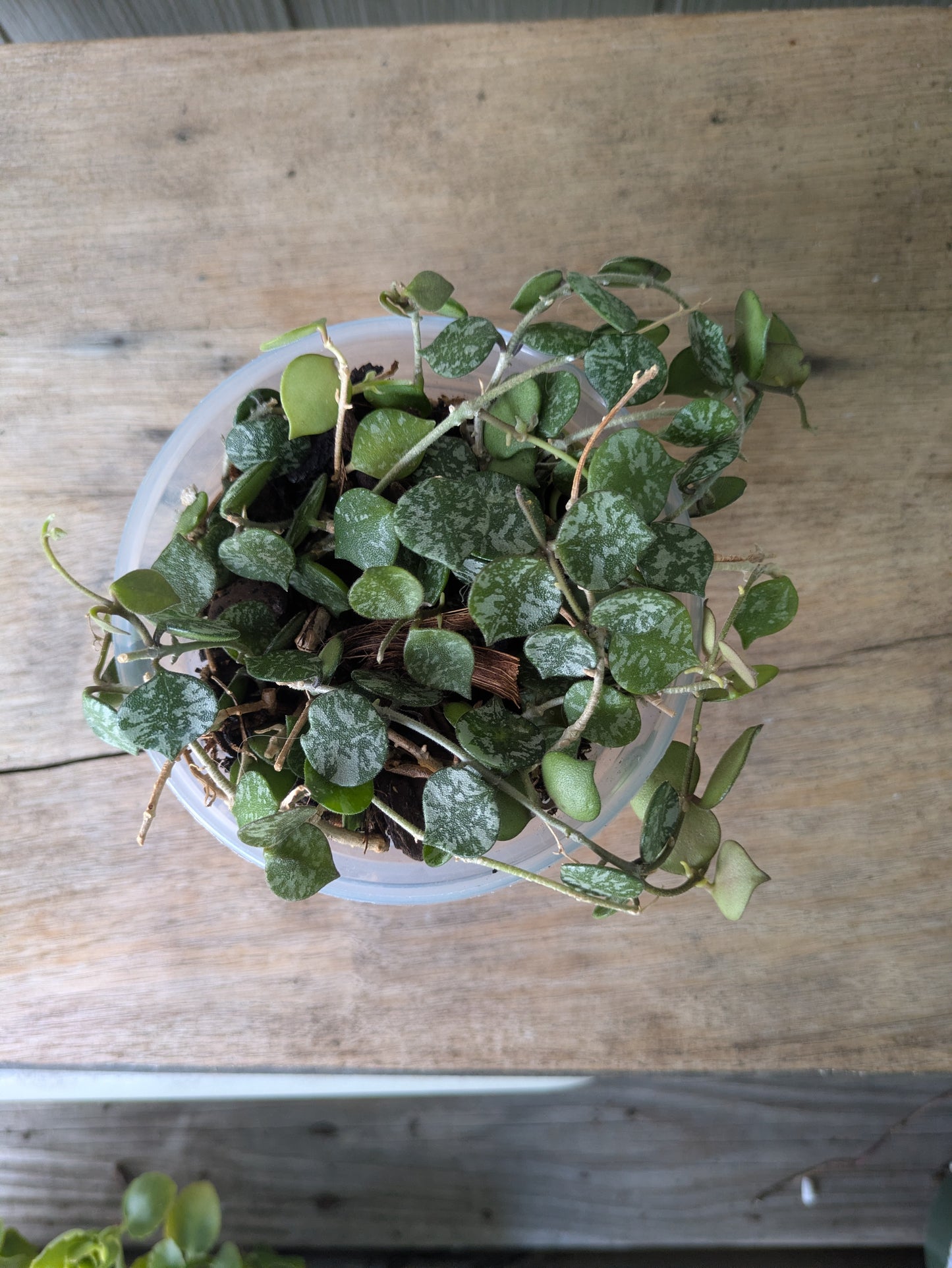 Hoya Curtisii 4" Full