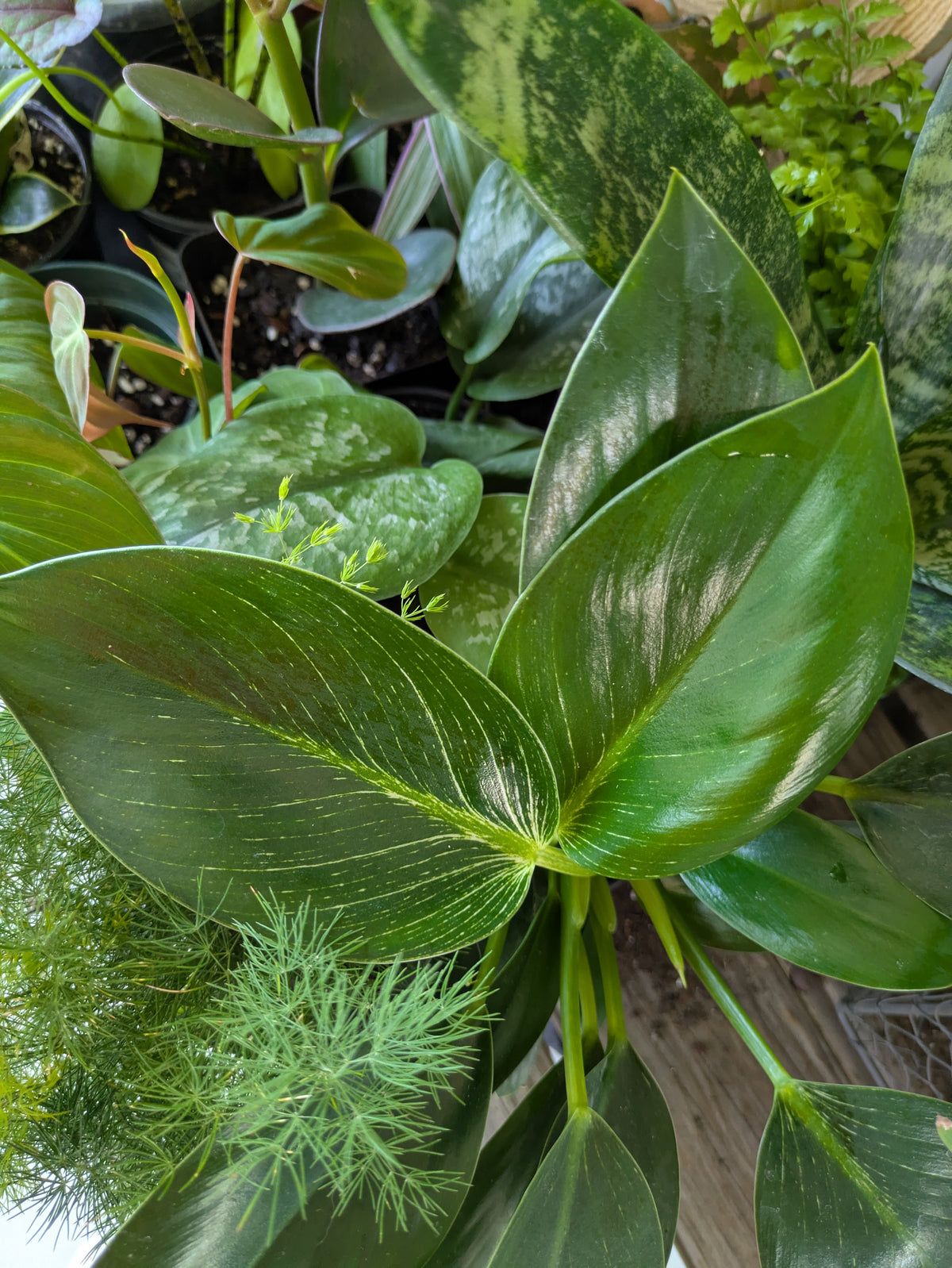 Philodendron Birkin 4"