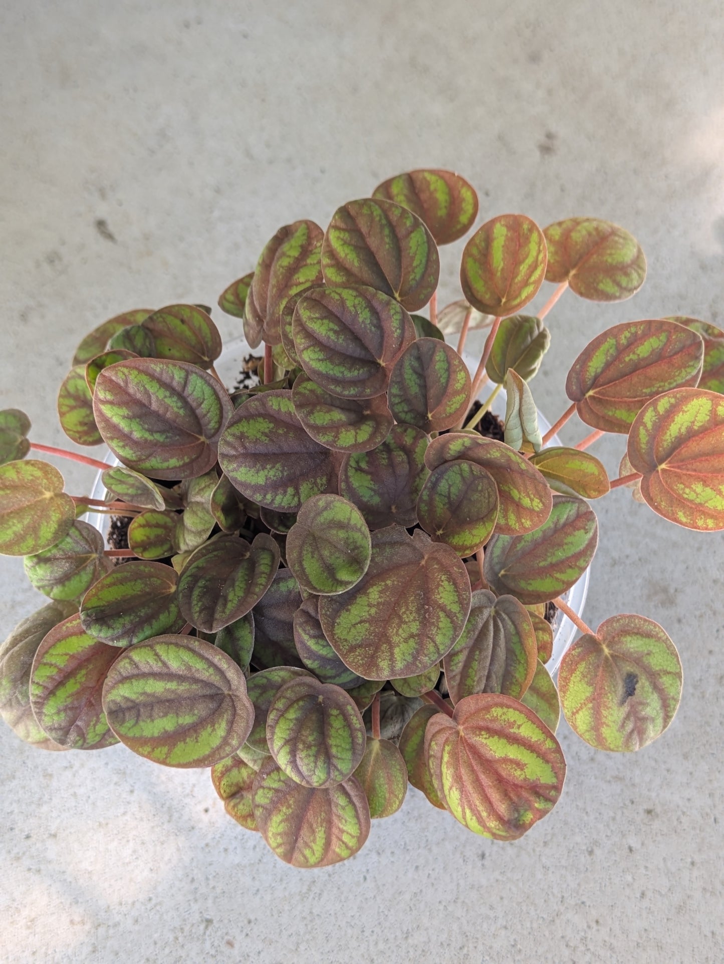 Peperomia Peppermill 4"