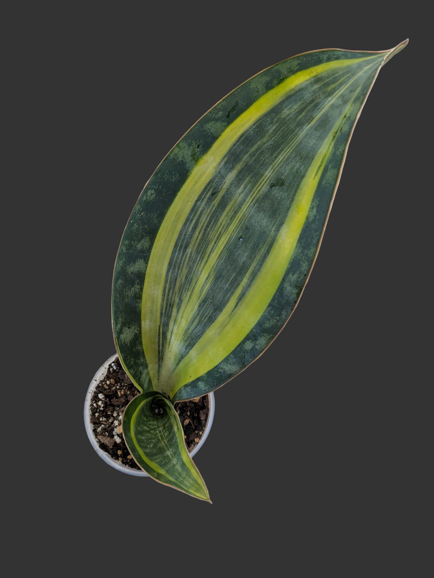 Variegated Whale Fin Snake Plant Sansevieria 4"