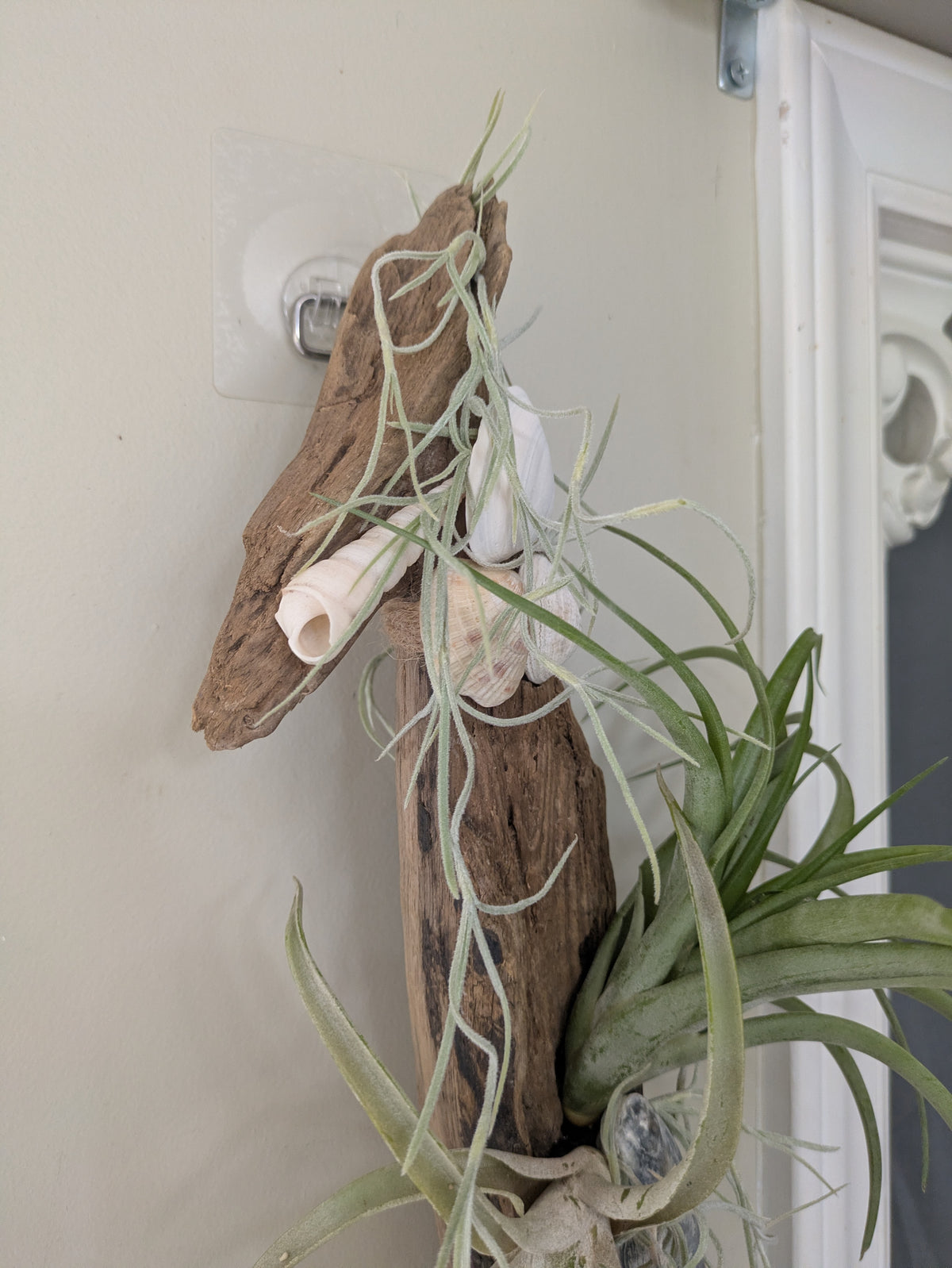 Unique Driftwood Seashell Air Plant Tillandsia Display Art 14+"