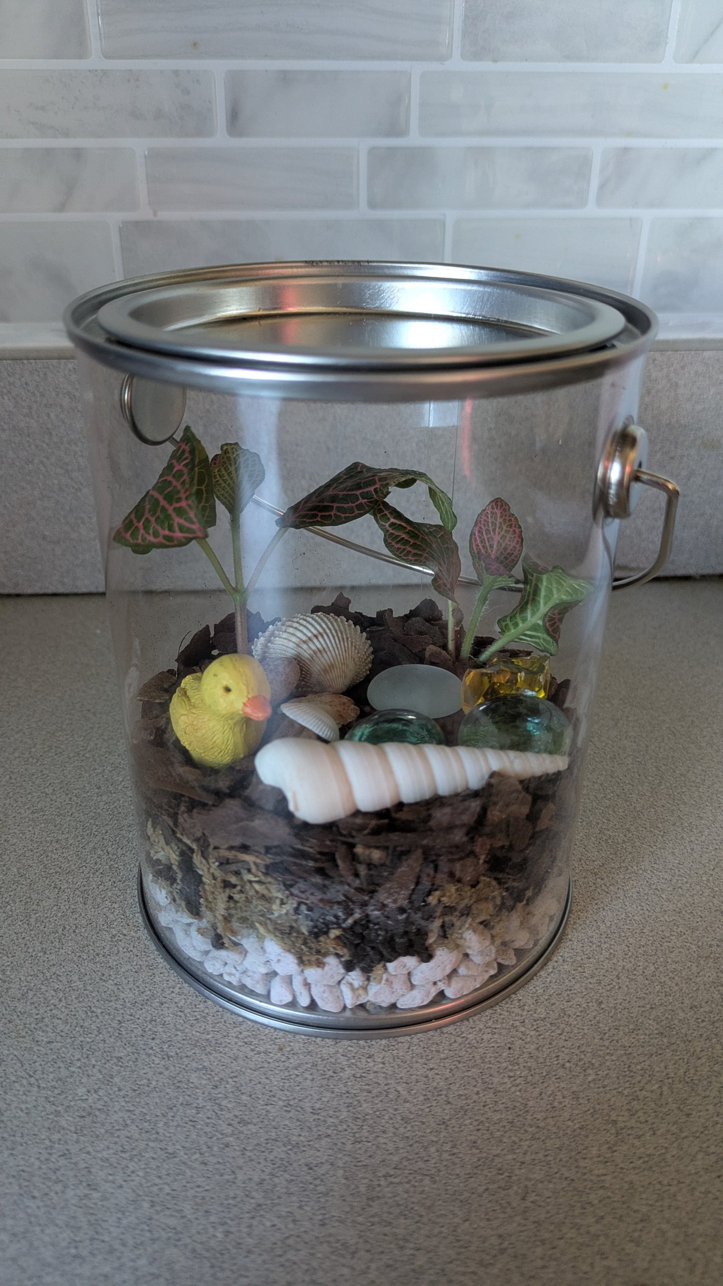 Starter Bucket Terrarium Kit