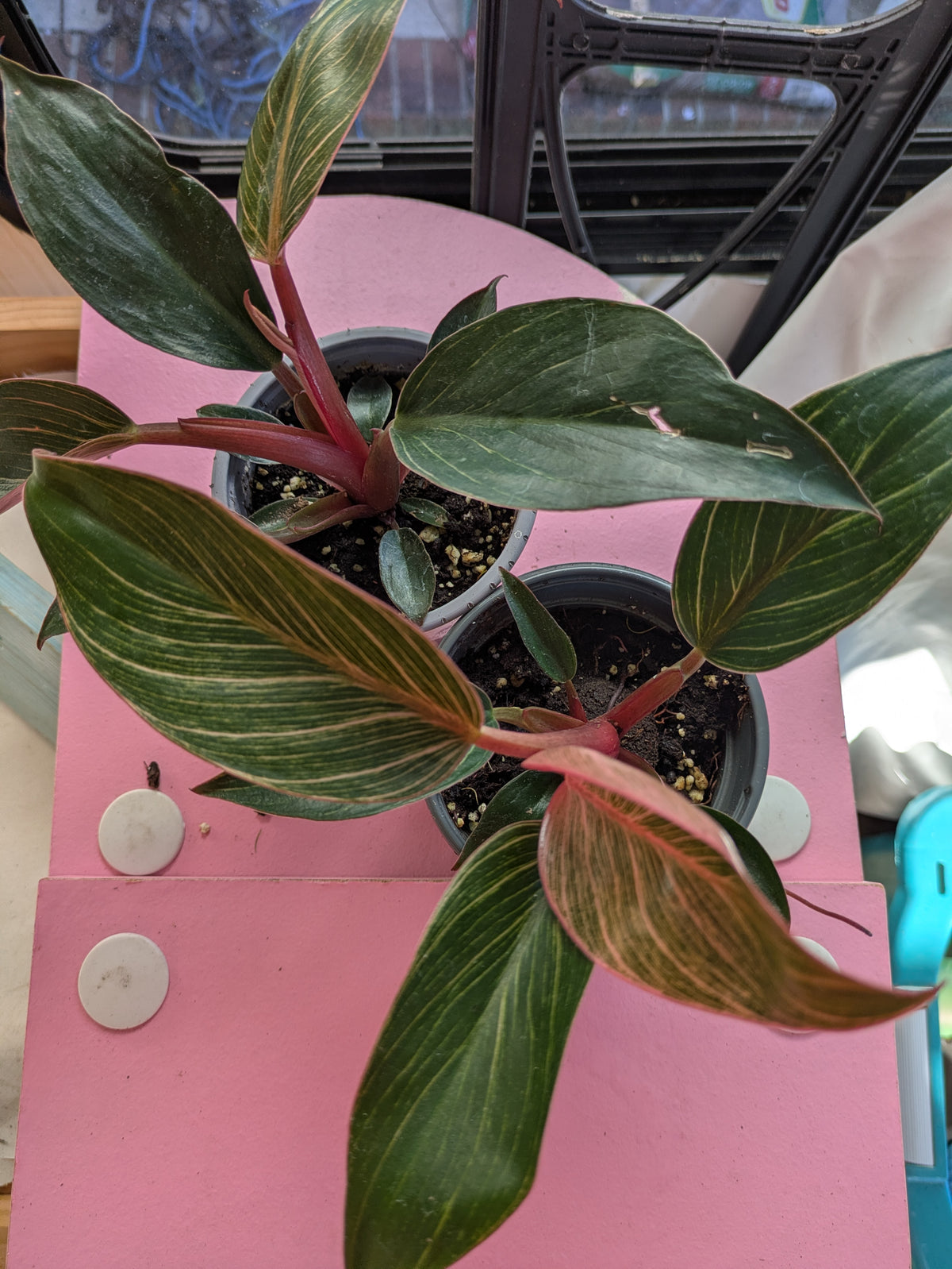 Pink Birkin Philodendron 4"