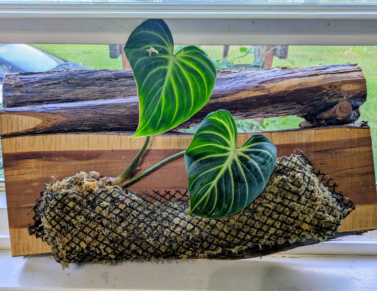 Philodendron Gloriosium Zebra mounted on Raw Cedar Plank