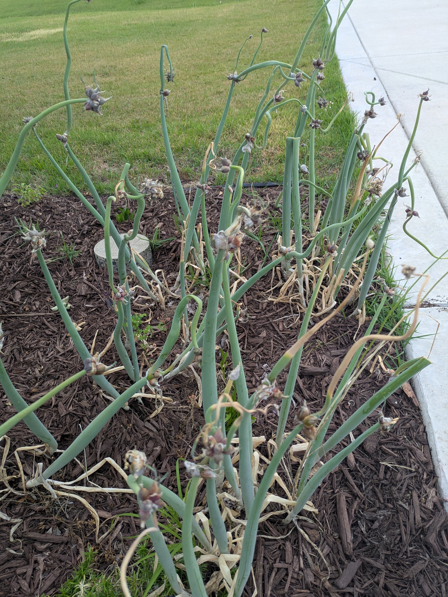 Egyptian Walking Onion Bulbs (4 pack)