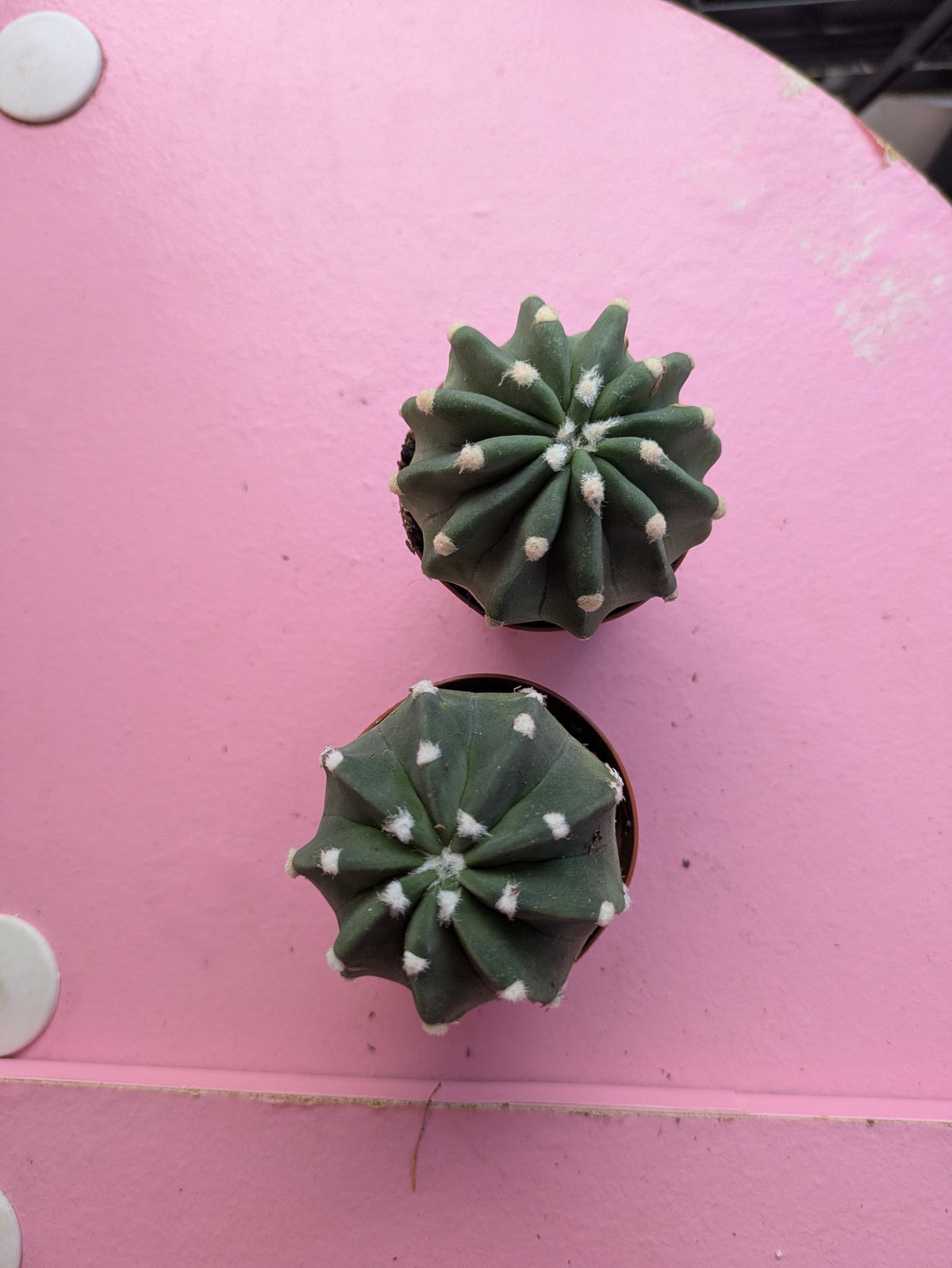 Domino Cactus - Echinopsis 2"