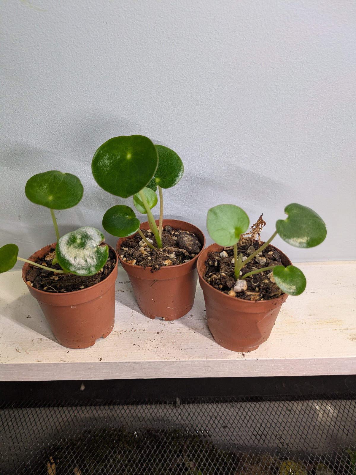 Pilea Chinese Money Plant 2" Start