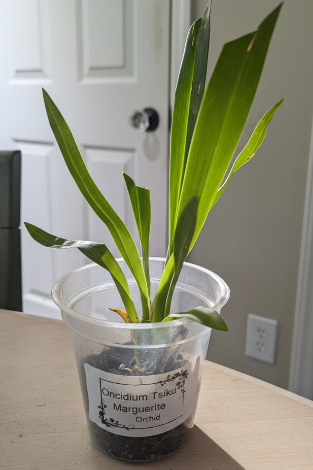 Orchid Oncidium Tsiku Marguerite 3" Starter