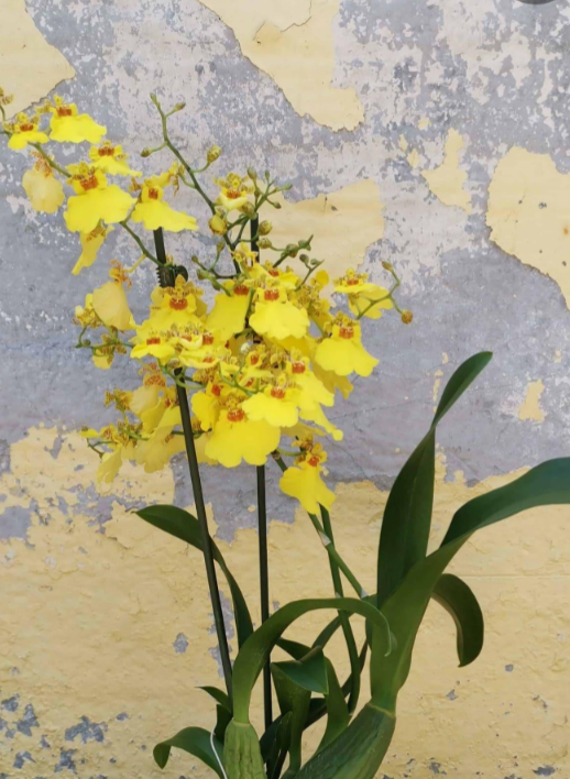 Orchid Oncidium Yellow Dancing Lady Mounted on Natural Cedar