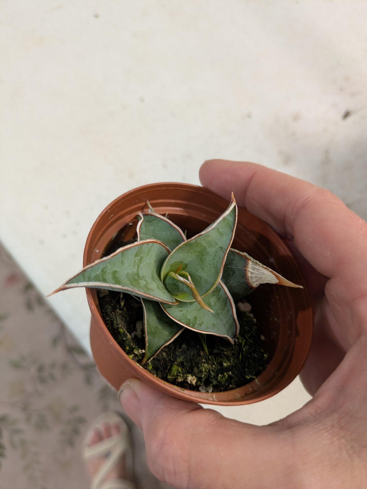 Sansevieria Walking Snake Plant Pingulata 3"