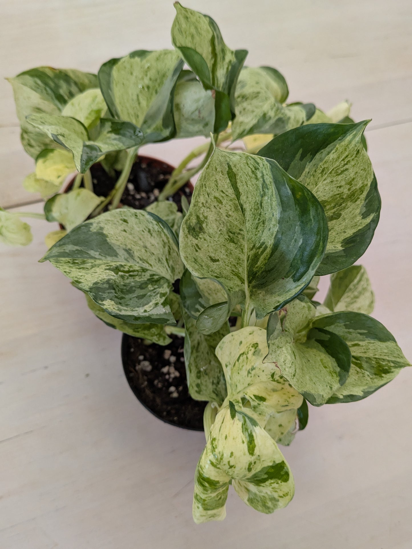 Manjula Pothos 4" Pot