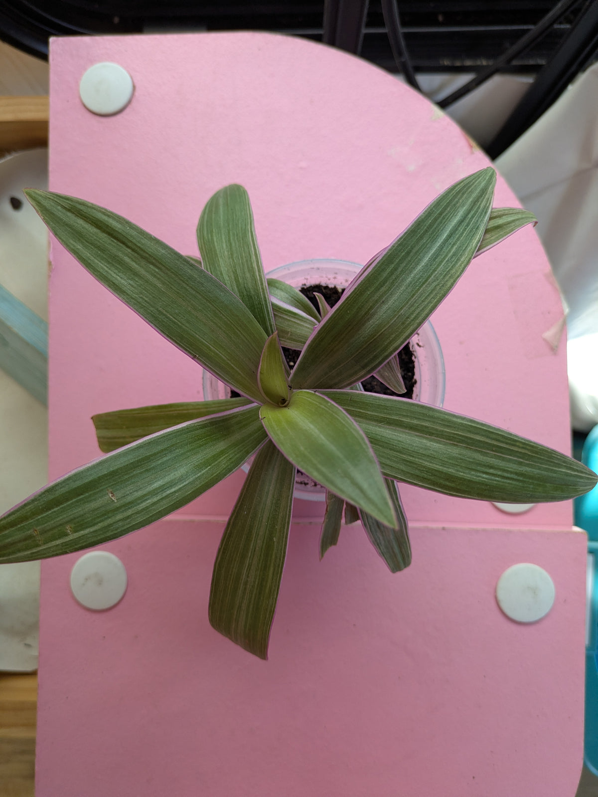 Tradescantia Spathaea Rhoeo Tricolor 4"