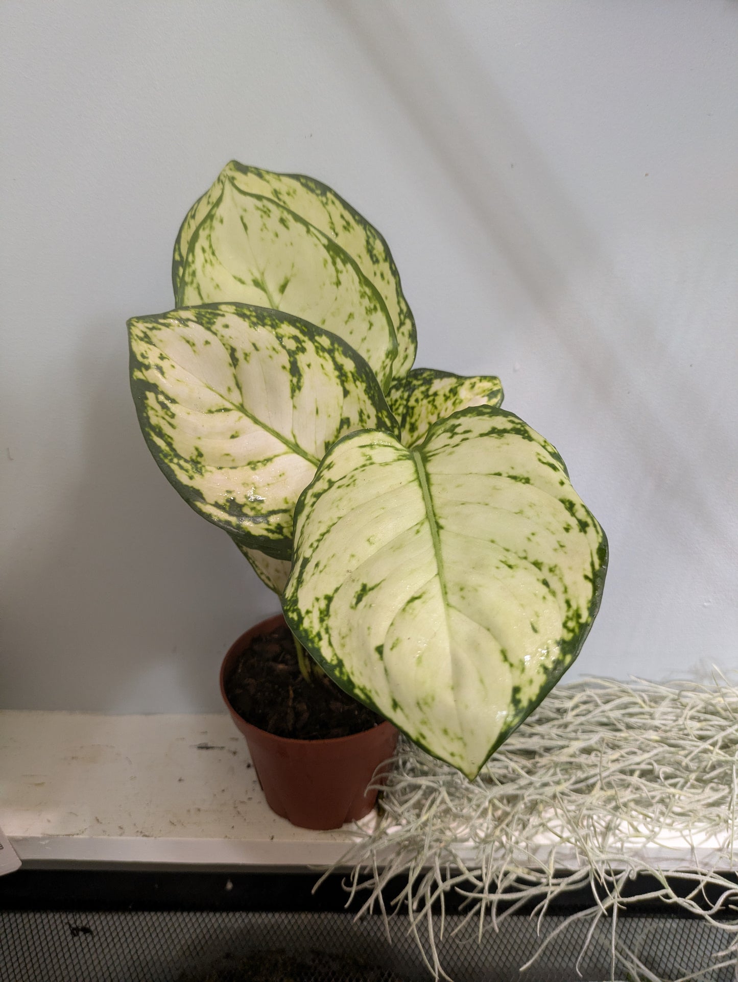 Aglonema Super White 4"