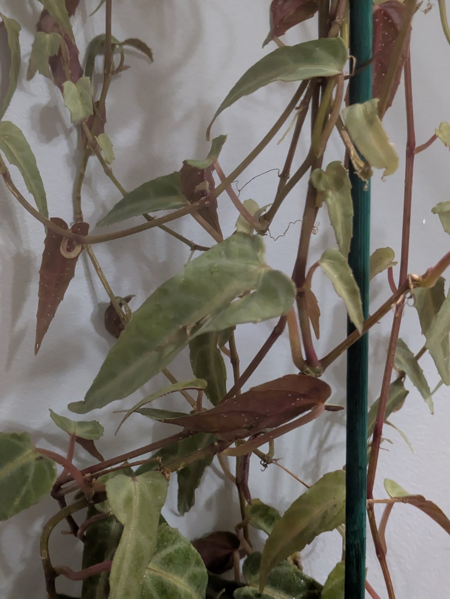 Cissus Amazonica Jungle Vine aka. Begonia Vine 4" Full