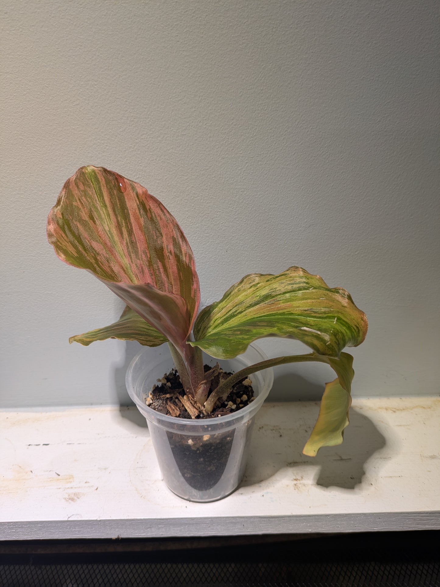 Orange Variegated Peacock Ginger Kaempferia 4" Jungle Rose