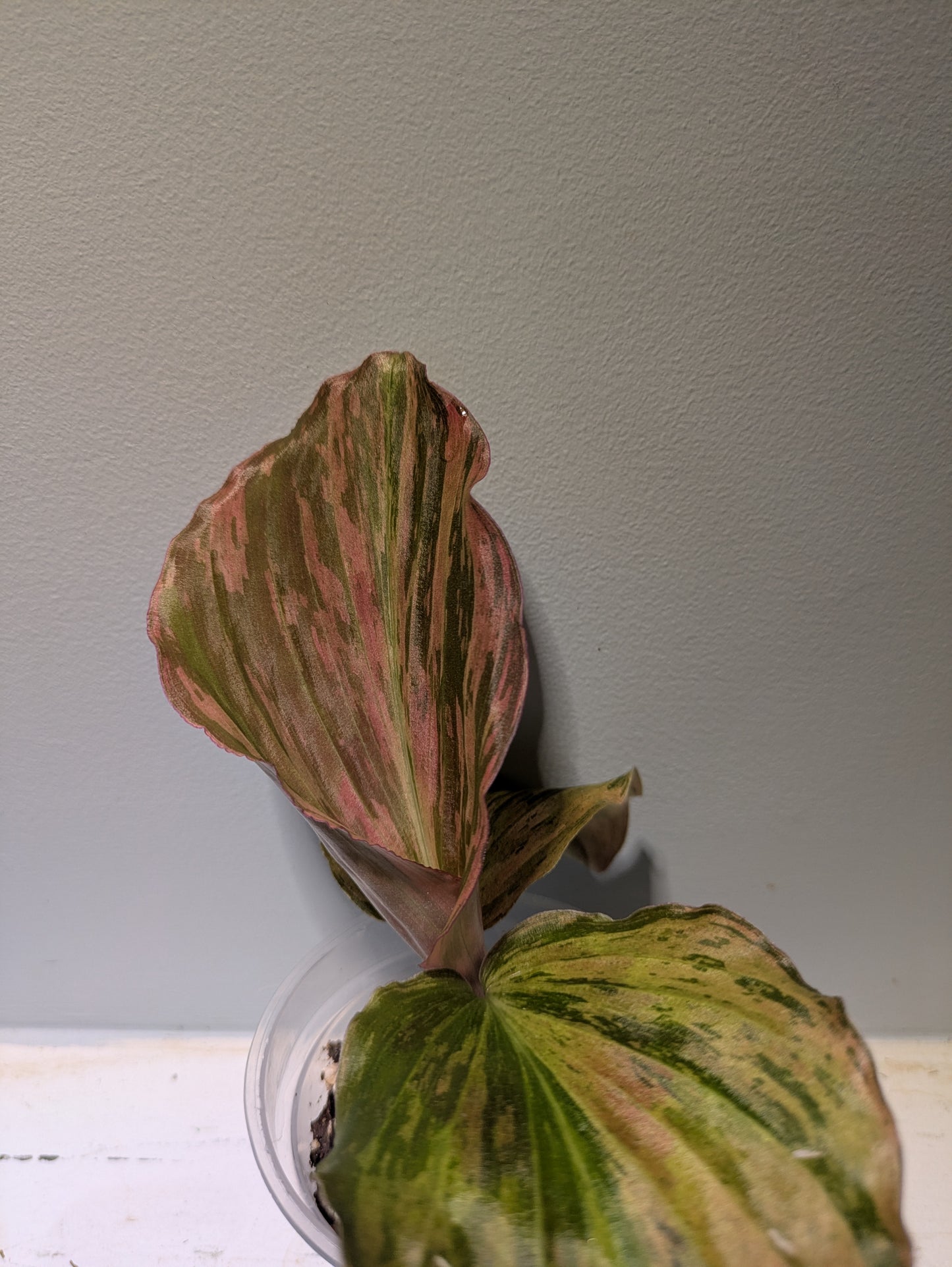 Orange Variegated Peacock Ginger Kaempferia 4" Jungle Rose