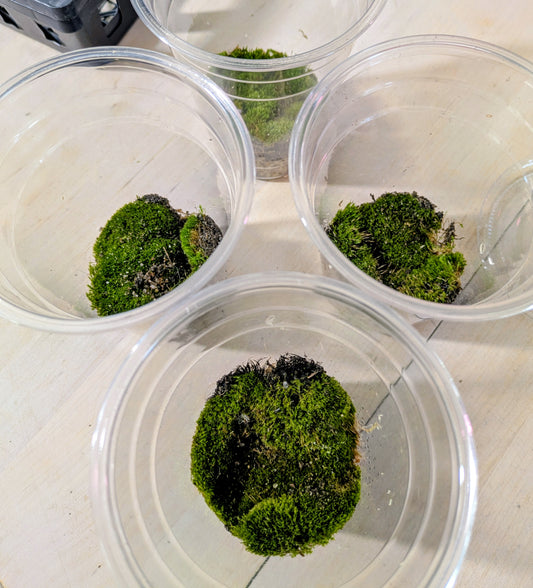 Live Pillow Moss 4oz