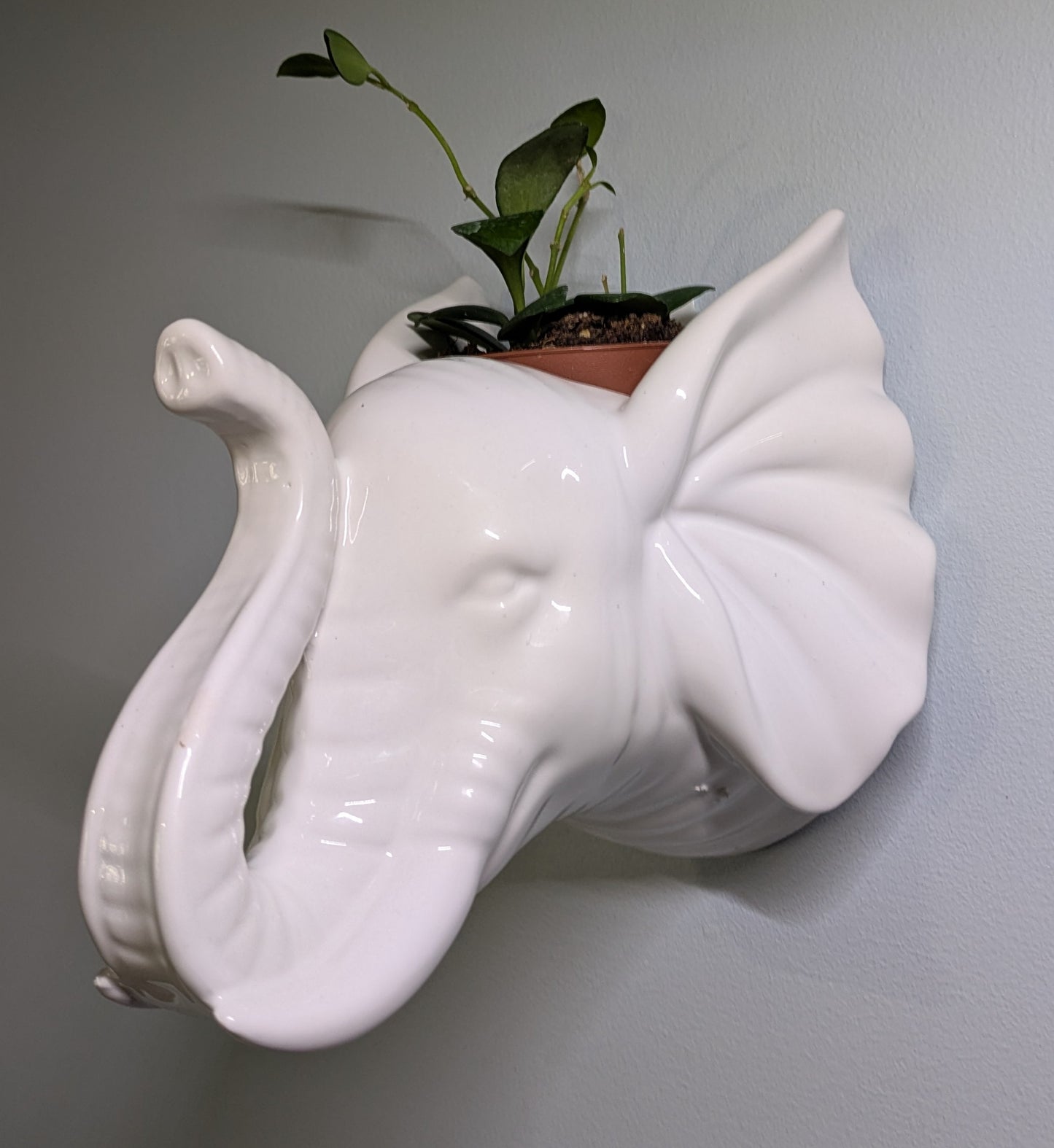 White Elephant Head Wall Planter 6"