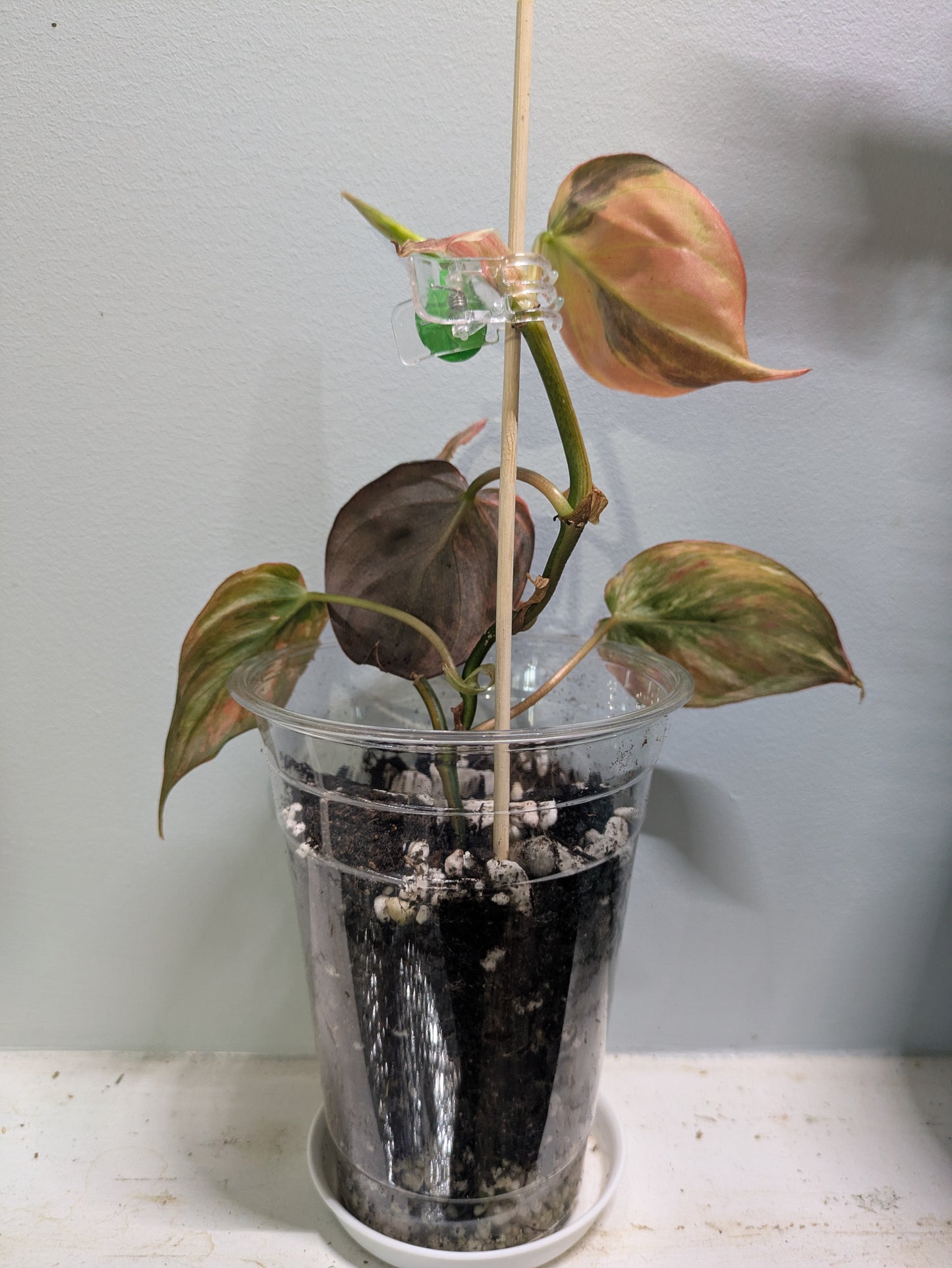 Variegated True Pink Philodendron Micans 3"