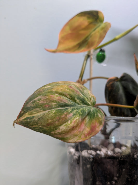 Variegated True Pink Philodendron Micans 3"