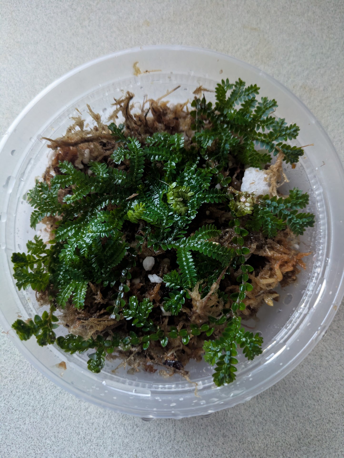 Selaginella Uncinata 'Peacock Fern' Iridescence Blue 5"