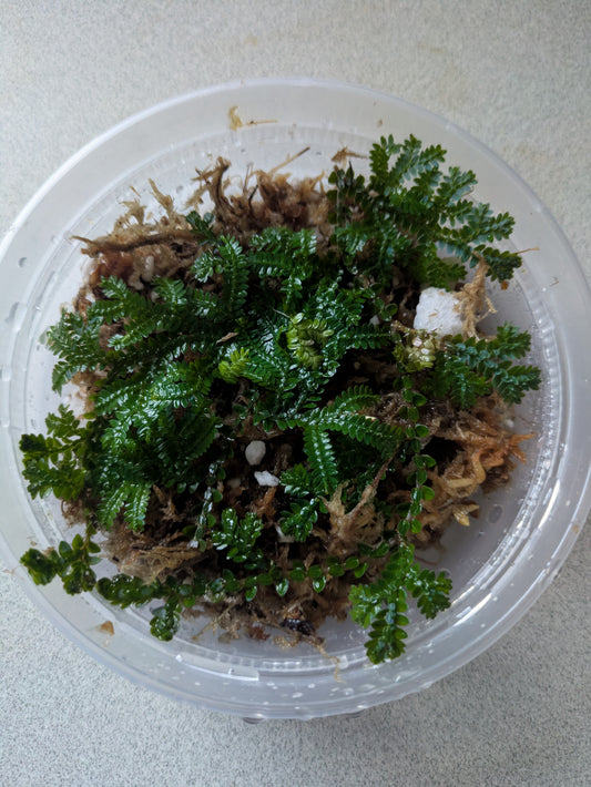 Selaginella Uncinata 'Peacock Fern' Iridescence Blue 5"