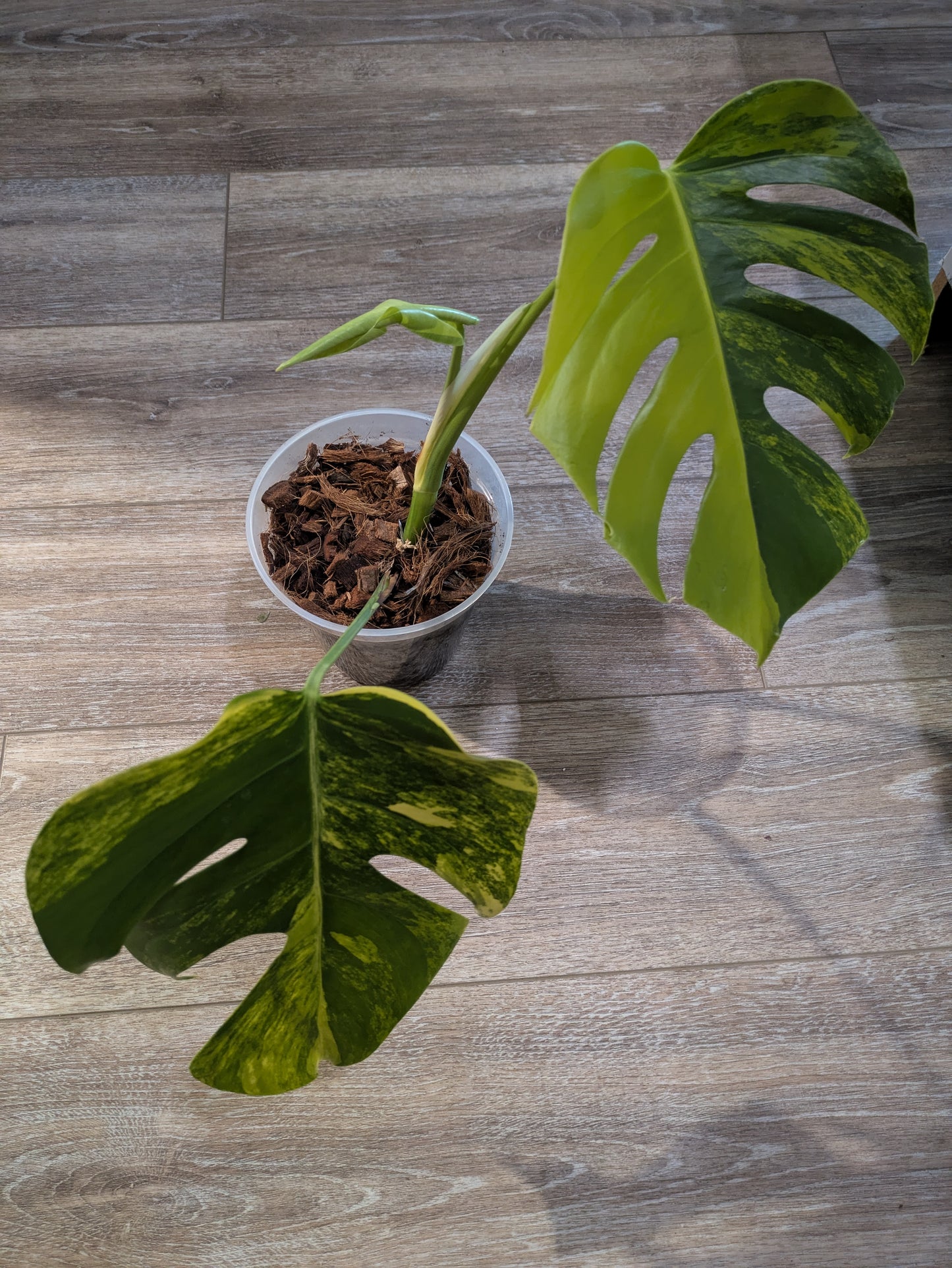 Variegated Tricolor Aurea Monstera 3 Leaves
