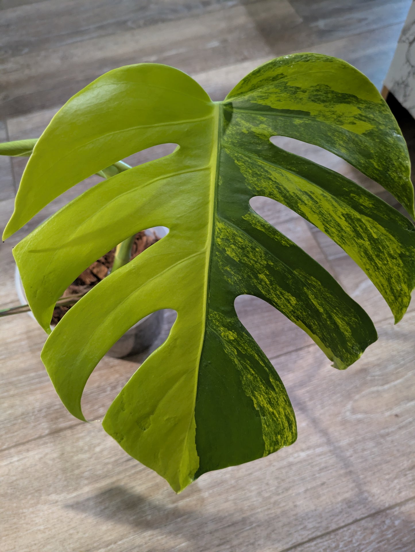 monstera deliciosa aurea variegated Variegated Tricolor Aurea Monstera 3 Leaves – Plant Therapy llc