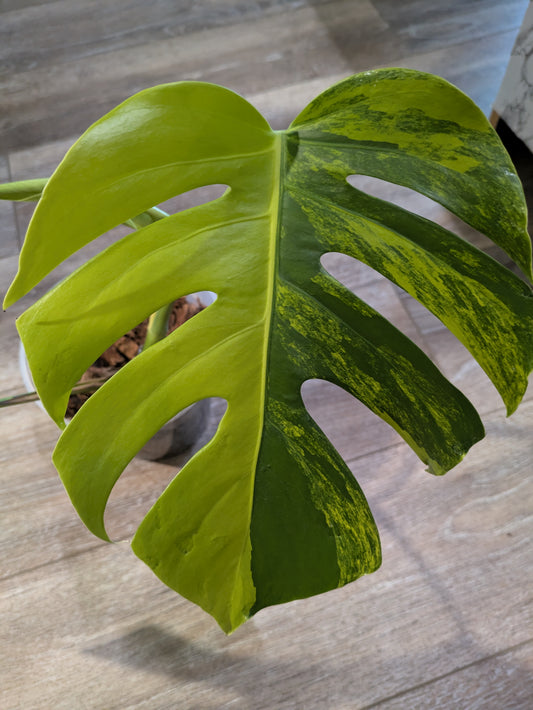 Variegated Tricolor Aurea Monstera 3 Leaves