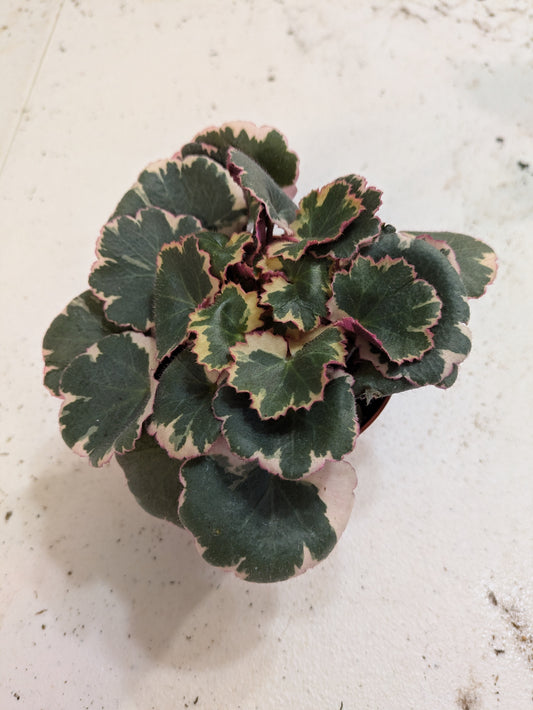Strawberry Begonia Variegated Saxifraga Stolonifera 'Variegata' 4"