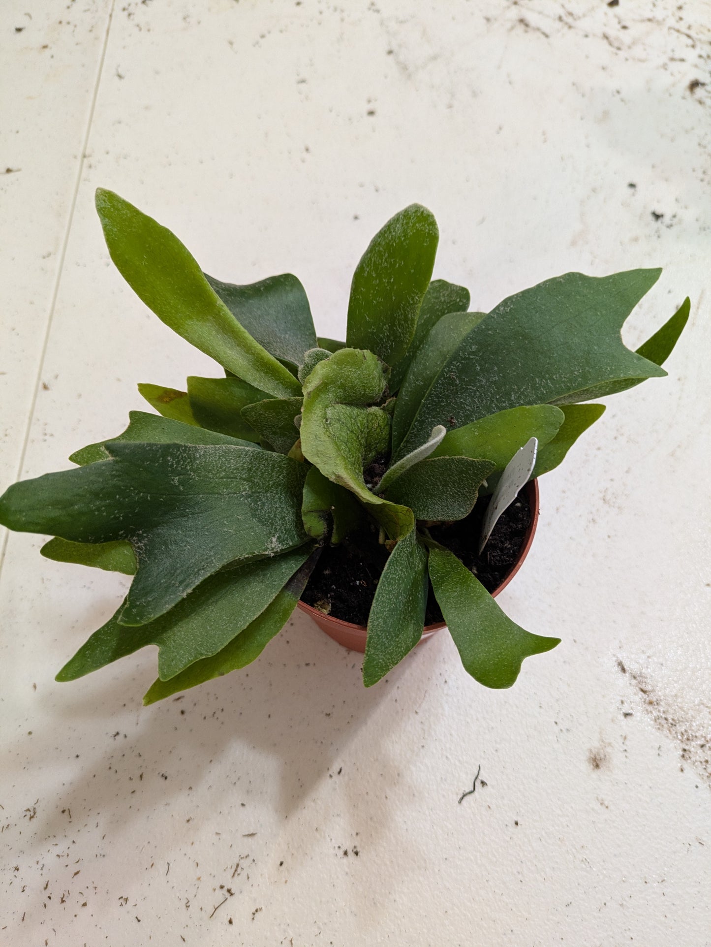 Platycerium Bifurcatum Staghorn Fern 4"