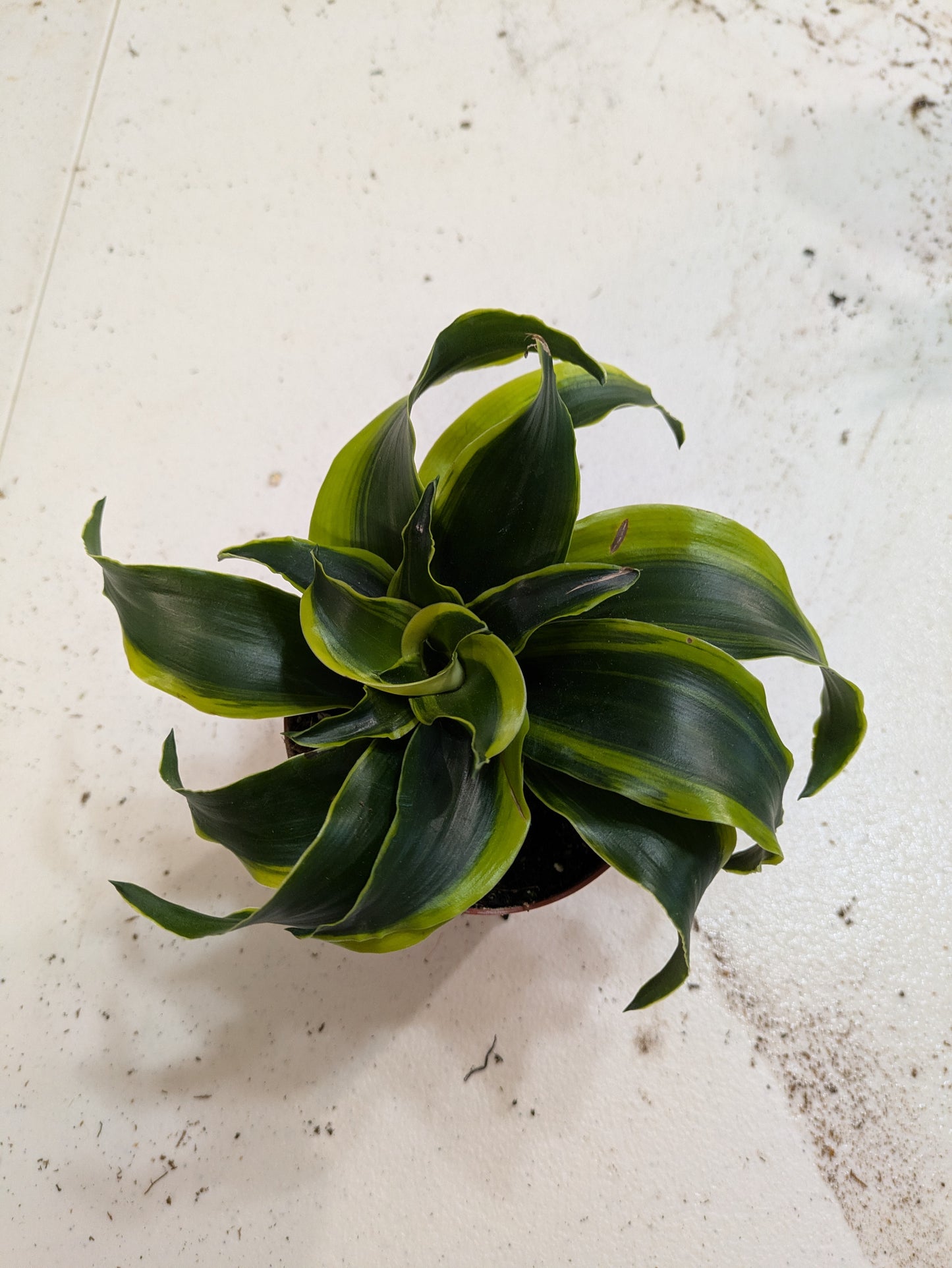 Dracaena 'Twister' Cane Plant 4"