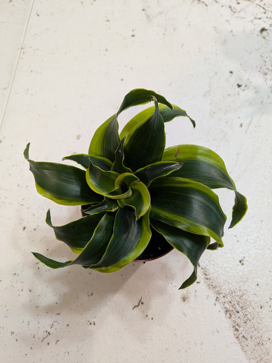 Dracaena 'Twister' Cane Plant 4"