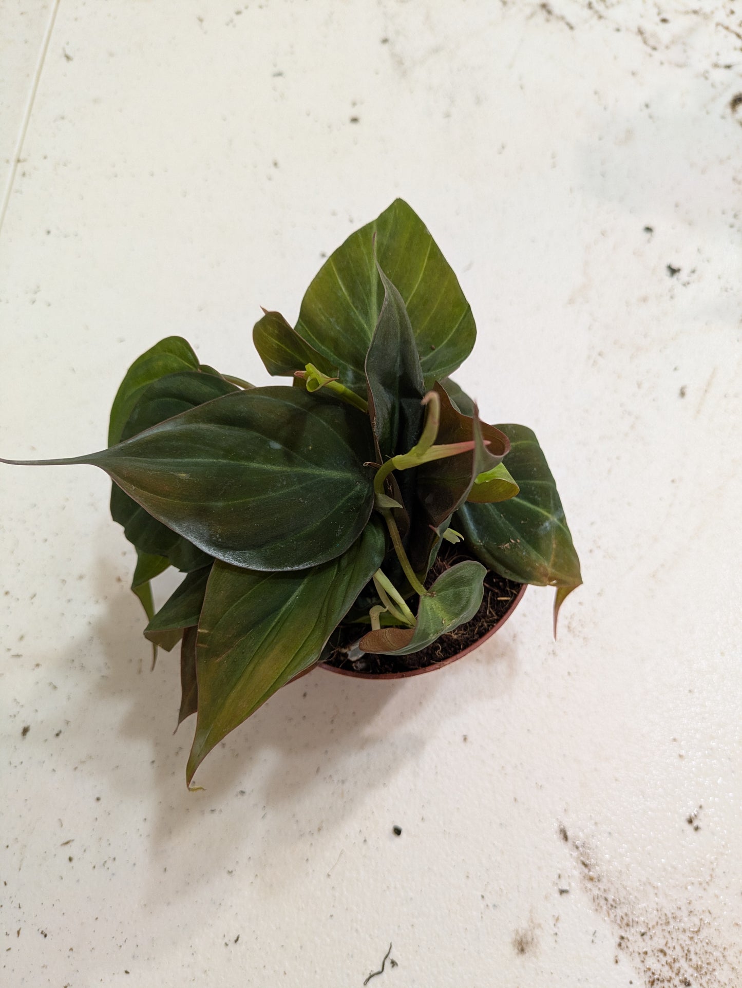 Philodendron Micans 4"