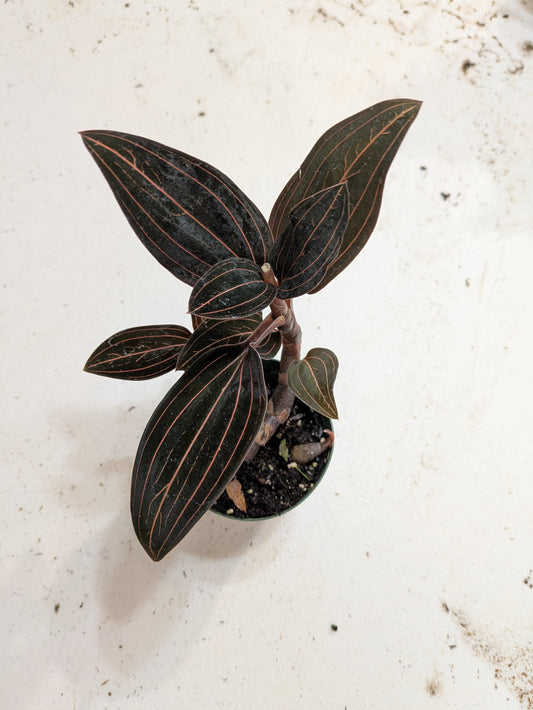 Jewel Orchid Ludisia Discolor 'Black' 3"