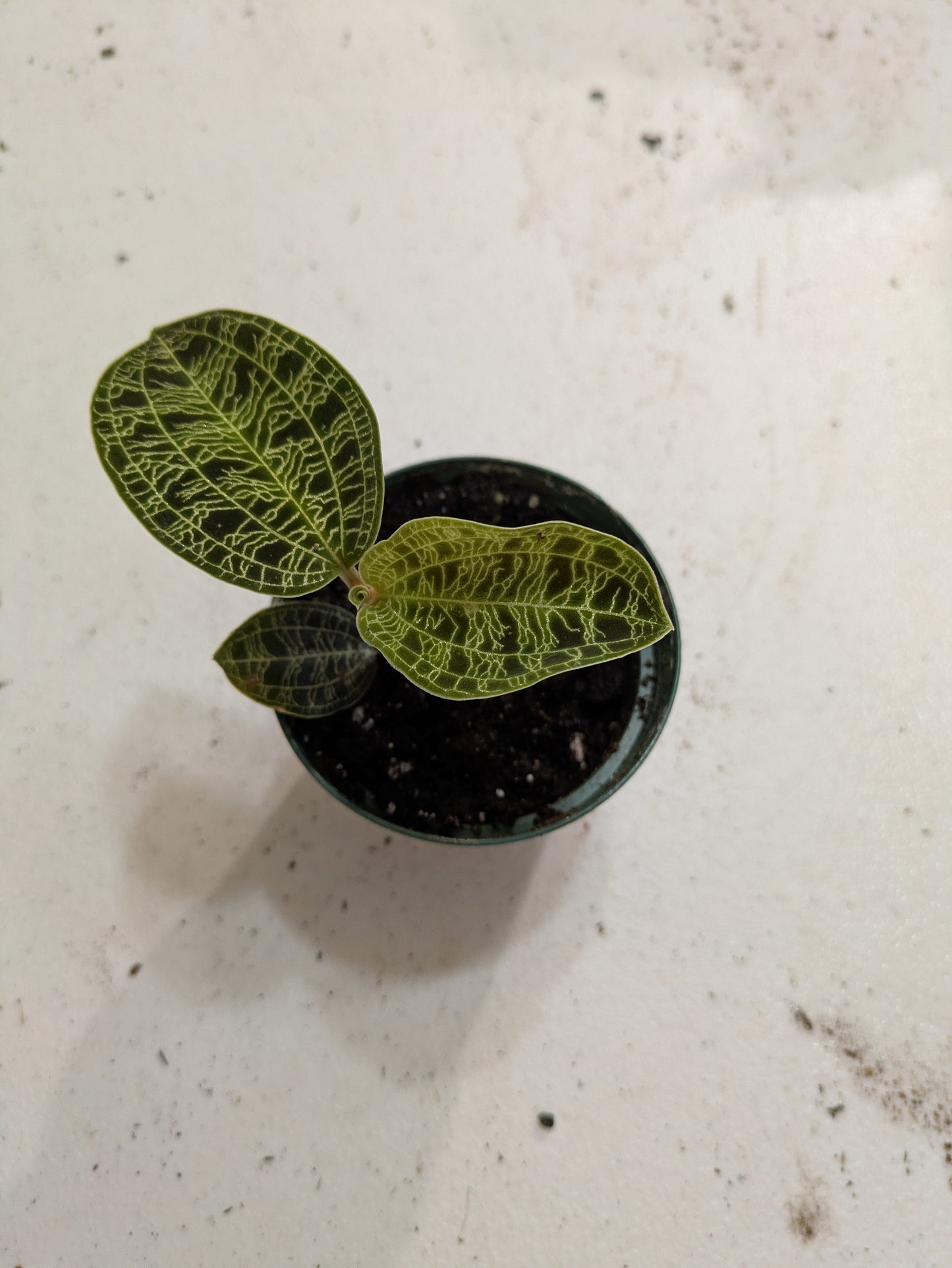 Jewel Orchid Macodes Petola 'Lightening' 3"