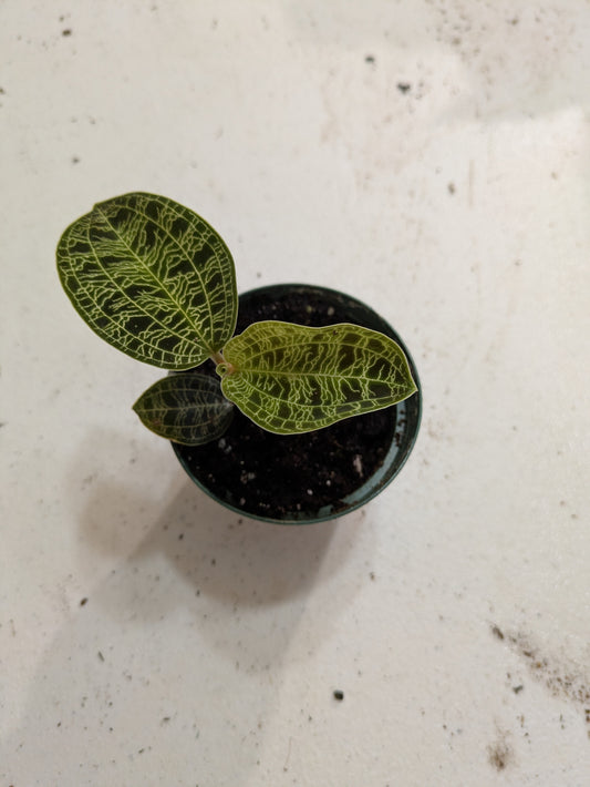 Jewel Orchid Macodes Petola 'Lightening' 3"