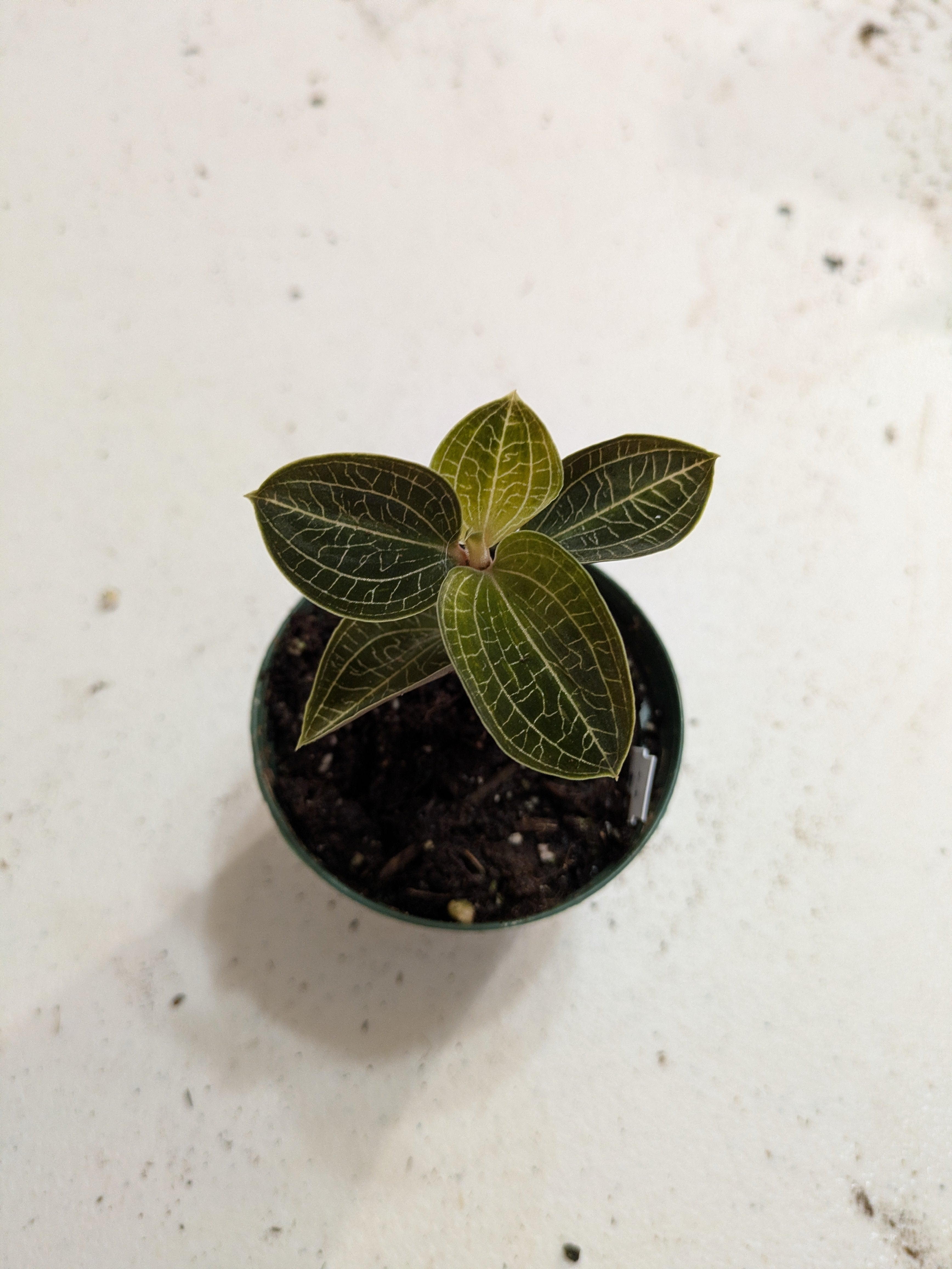 Anoectochilus Charlotte's Web Jewel Orchid