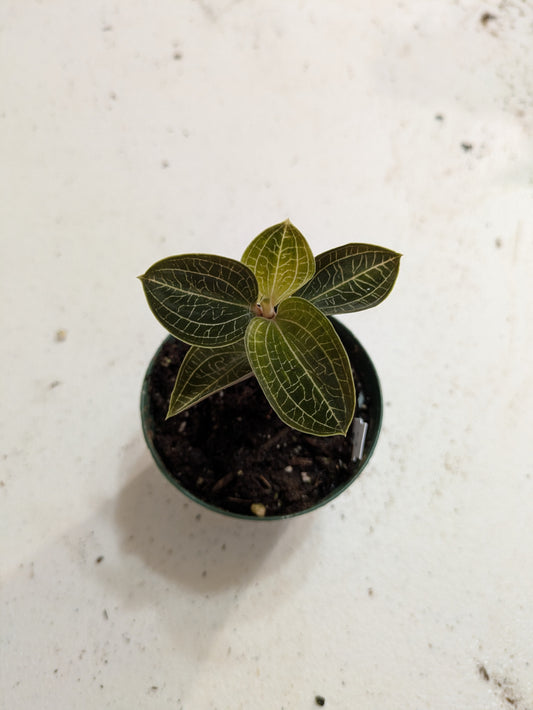 Anoectochilus 'Charlotte's Web' Jewel Orchid 3"
